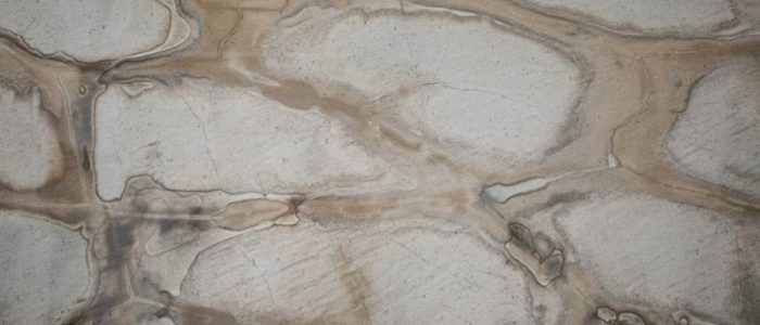 Brazilian Fossil